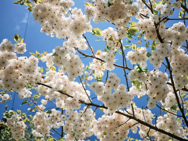 Trees with pink flowers in spring in Battersea park, London, UK