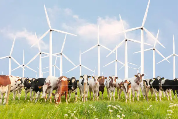 Photo of Row of curious Dutch dairy cows in front of large wind turbines