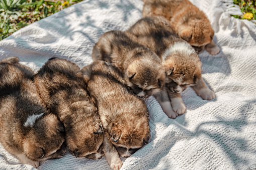 Cute little dogs lie on a blanket among the grass.