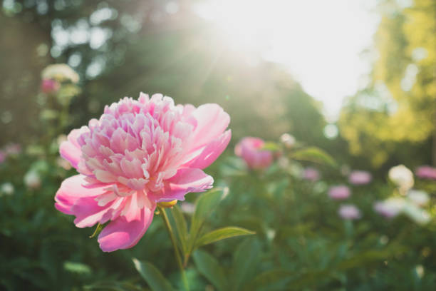 A delicate pink peony in the garden at sunset.lush and delicate flower close-up.the rays of the sun seep through its petals