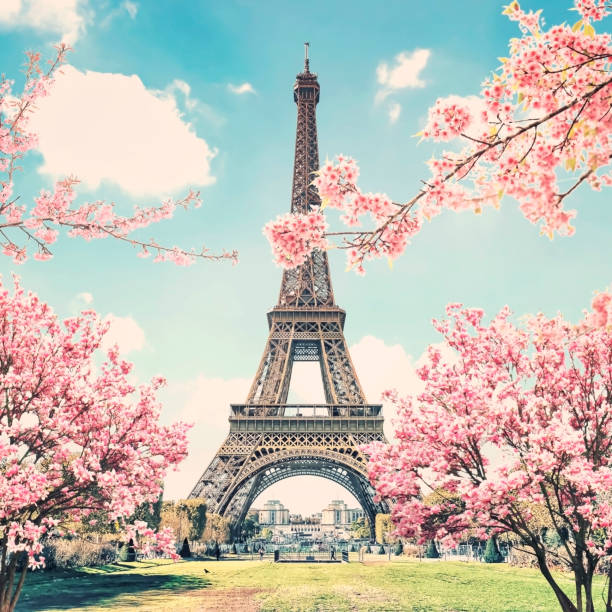 Eiffel Tower in Paris City Eiffel Tower in Paris in spring cherry tree photos stock pictures, royalty-free photos & images