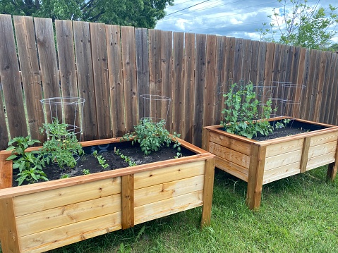 Cedar garden boxes in an urban backyard grow a variety of vegetables, including peppers, tomatoes, lettuce, carrots, spinach, and cucumbers.