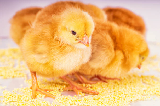 Yellow chickens eat millet. Little newborn chickens.