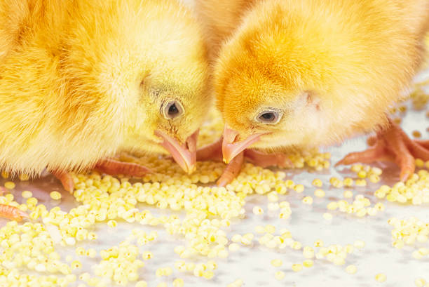 Yellow chickens eat millet. Little newborn chickens.