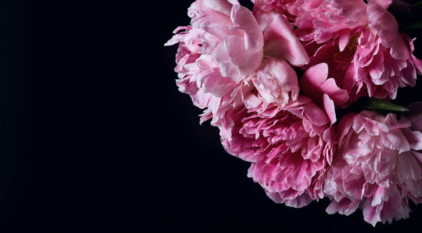 istock panoramic floral banner. beautiful pink peonies on a black background with place for text. minimalistic composition in a dark key. flat lay, moody floral, copy space 1324712735