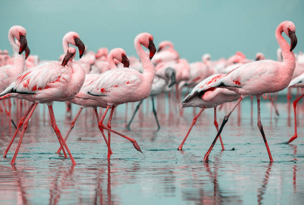 wilde afrikanische vögel. gruppe vögel von rosa flamingos, die an einem sonnigen tag durch die blaue lagune laufen - lake nakuru stock-fotos und bilder