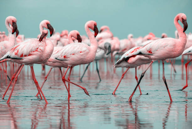 oiseaux sauvages d’afrique. groupe d’oiseaux de flamants roses se promenant dans le lagon bleu par une journée ensoleillée - lake nakuru photos et images de collection