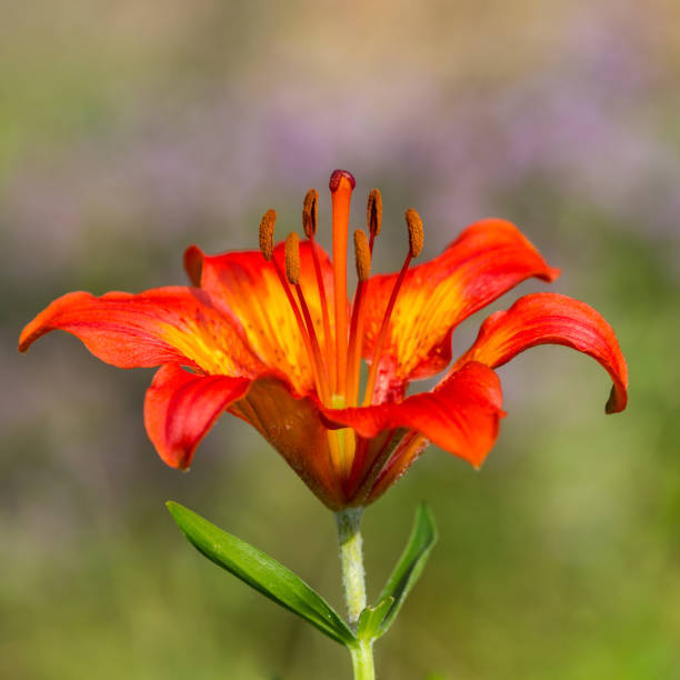 istock firelily (Lilium bulbiferum) in bloom in green meadow 1324713637