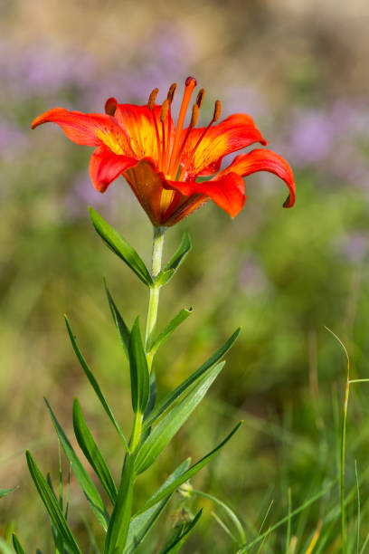 istock blooming fire lily (Lilium bulbiferum) in green meadow 1324713660