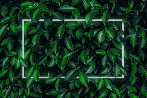 istock Illustration of a large dark green leaf with soft neon light, a rectangular green water led frame light For natural backgrounds 1324713983