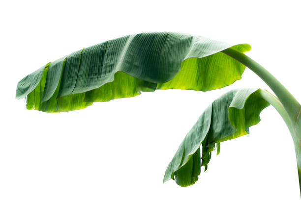 istock green banana leaf isolated on white background with clipping path for design elements, summer background, abstract green leaves texture, nature background 1324714002