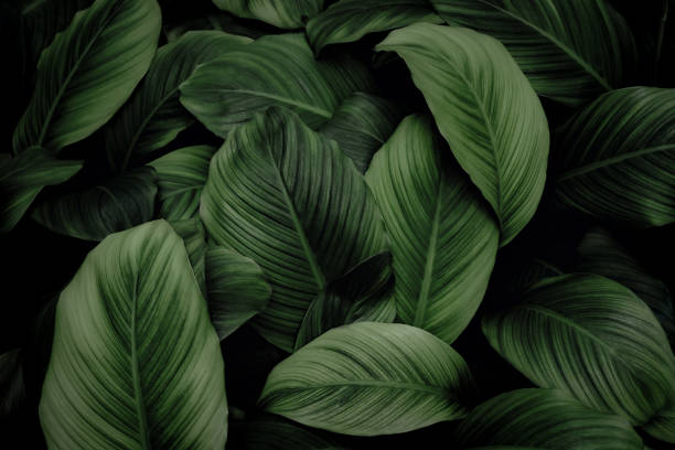 istock tropical leaves, abstract green leaves texture, nature background 1324714037