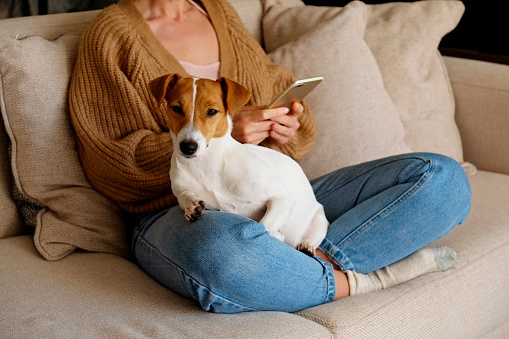Cropped shot of adorable jack russell terrier pup sitting with its female owner. Unrecognizable woman wearing knitted sweater and mom jeans with cute doggy on her lap. Close up, copy space, background