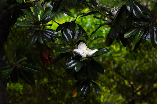istock Southern Magnolia Flower 1324715115