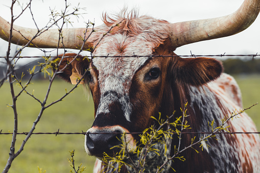 Close up of a longhorn peeking through the barbed wire fence.