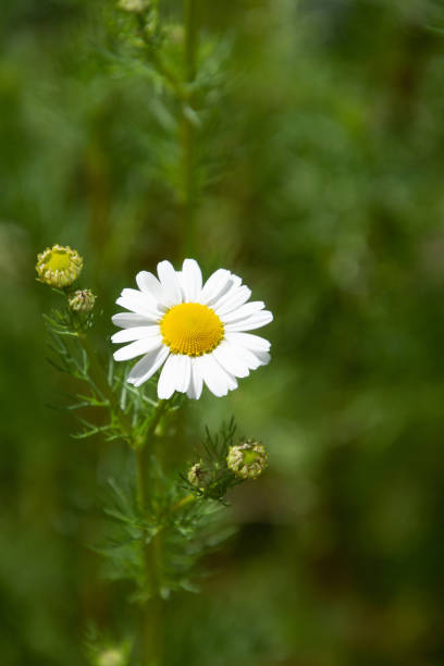 planta de camomila alemã medicinal em flor com pétalas de flor branca e floretes de disco amarelo - german chamomile chamomile plant smelling flower - fotografias e filmes do acervo