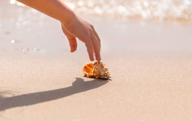 istock The child takes a seashell on the sea beach. Selective focus. 1324717494