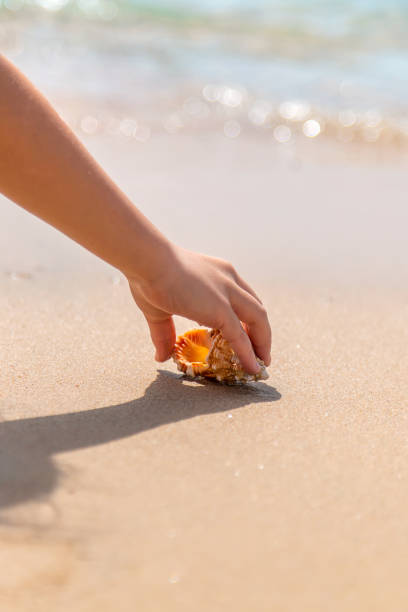 istock The child takes a seashell on the sea beach. Selective focus. 1324717532