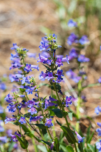 A large clump of Beardstongue Penstemon flowers blooming in Rocky Mountain National Park, Colorado
