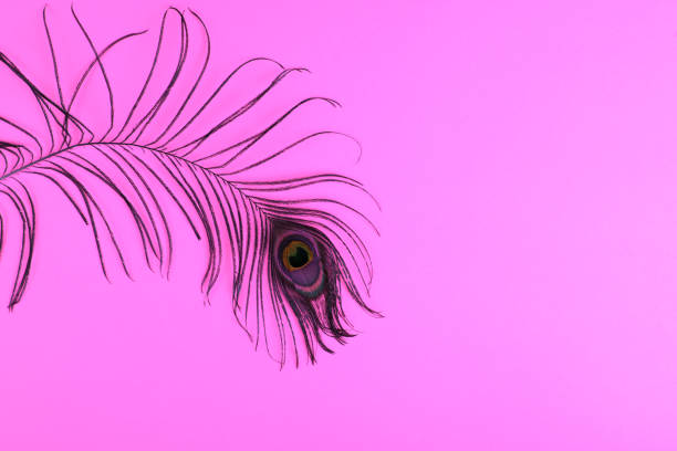 Peacock plume on color paper background