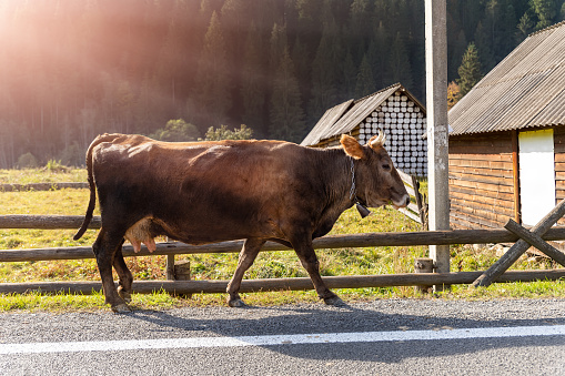 Big beautiful brown cow walking along mountain road in alpine scenic country village against wooden barn and forest on early morning sunset time. Sunrise rural countryside scene.