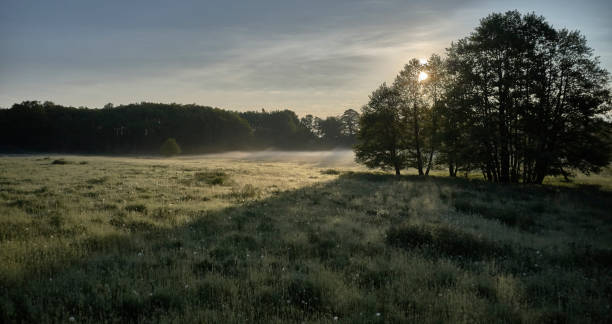 prado con niebla ligera - meadow sunrise fog sky fotografías e imágenes de stock