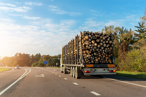 Long heavy industrial wood carrier cargo vessel truck trailer with big timber pine, spruce, cedar driving on highway road with blue sky background. Timber export and shipping concept.