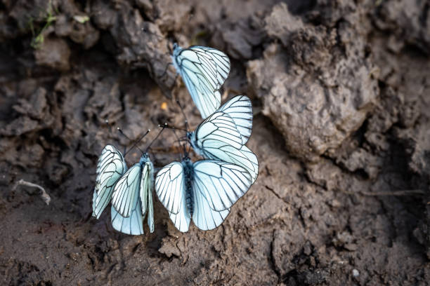 biały motyl pijący na mokrej ziemi - butterfly flying tropical climate close to zdjęcia i obrazy z banku zdjęć