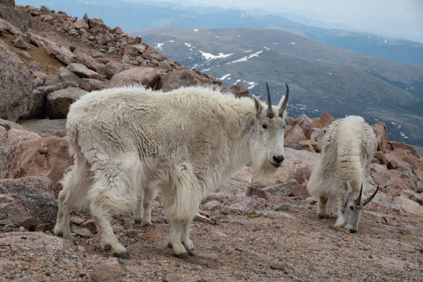 istock Mountain Goat walking down slope on rocks on top 14280 feet mountain 1324720205