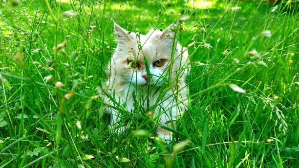Beautiful cat is lying in the grass