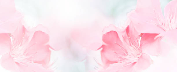 istock Pink red beautiful spring flower bloom branch background with free copy space for greeting card or environment cover page, template, web banner and header. 1324720620
