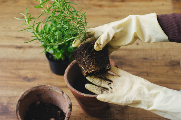 Rosemary plant with roots and soil in hands in gloves at pot and fresh green basil plant on floor Rosemary plant with roots and soil in hands in gloves on background of empty pot and fresh green basil plant on wooden floor. Repotting and cultivating aromatic herbs at home. Horticulture potting stock pictures, royalty-free photos & images