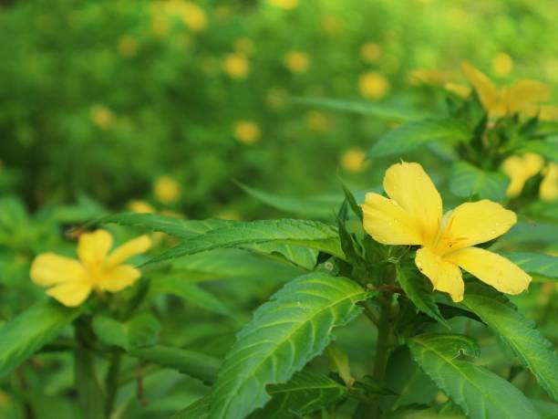 istock Yellow Alder flower for wallpaper 1324722822