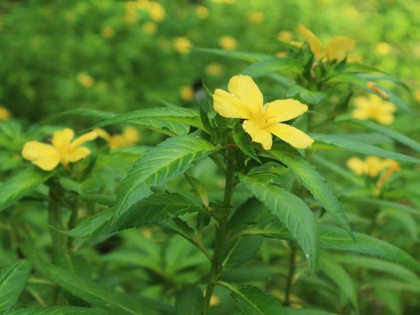 istock Yellow Alder flower for wallpaper 1324722831