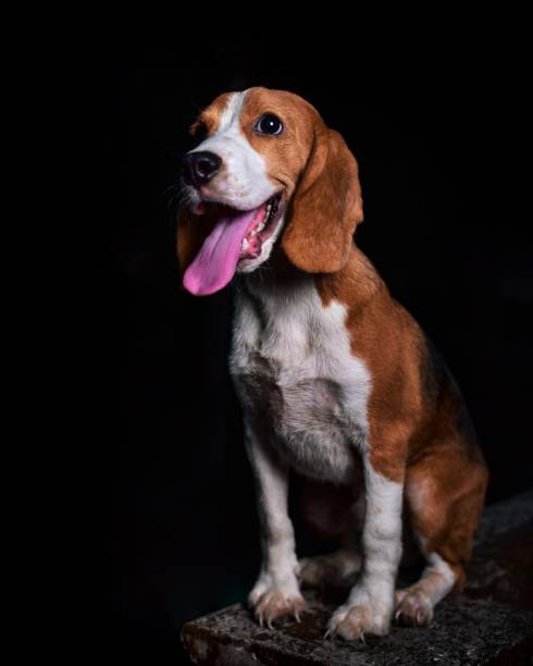 brown dog on black background