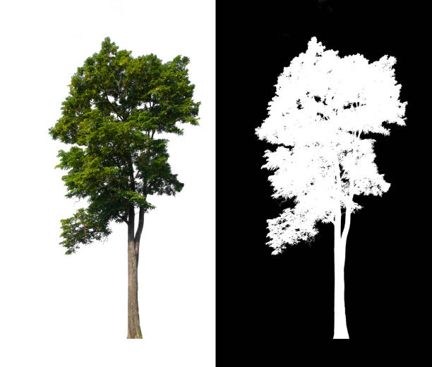 istock isolated single big tree on white background with clipping path alpha channel 1324723124