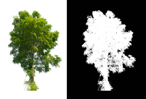 isolated tree on white background with brush design