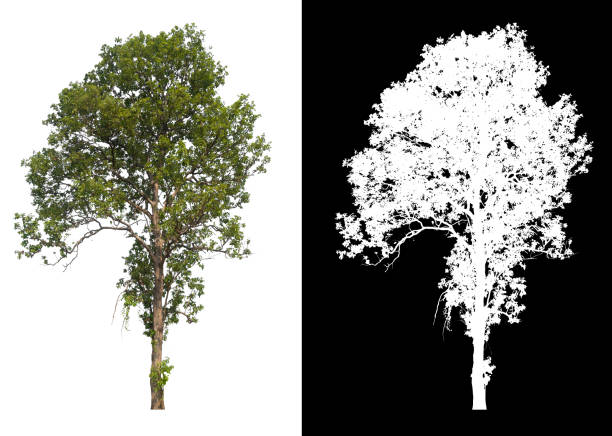 isolated single big tree on white background with clipping path alpha channel isolated tree on white background with brush design plant png photos stock pictures, royalty-free photos & images