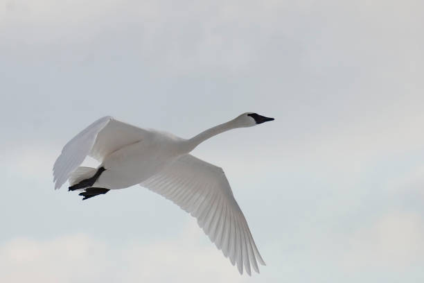 istock Trumpeter Swan, Cygnus buccinator, in flight 1324725840