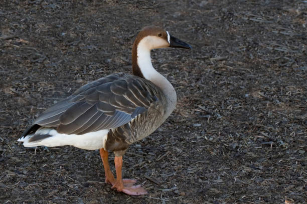 istock Swan Goose, Anser cygnoides, close up view 1324726072