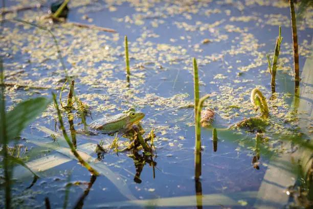 Photo of A green frog sits in a pond on a branch. Close-up