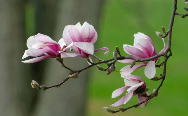 Beautiful Tulip-Magnolia Tree-Howard County, Indiana