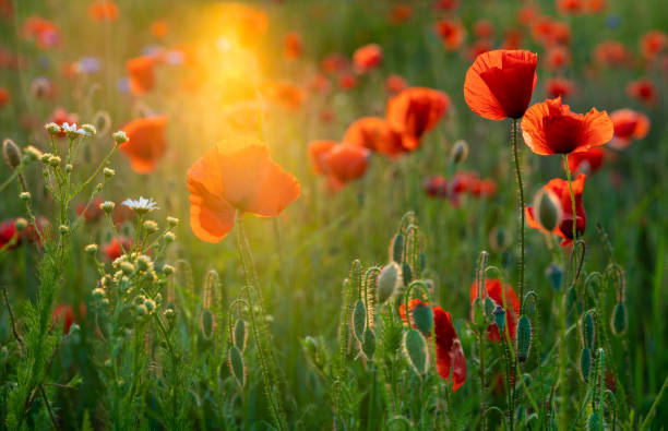 istock Blooming red poppies in the light of the setting sun 1324730243