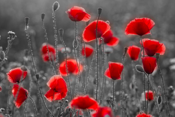 istock Blooming, red poppies, selective color 1324730245