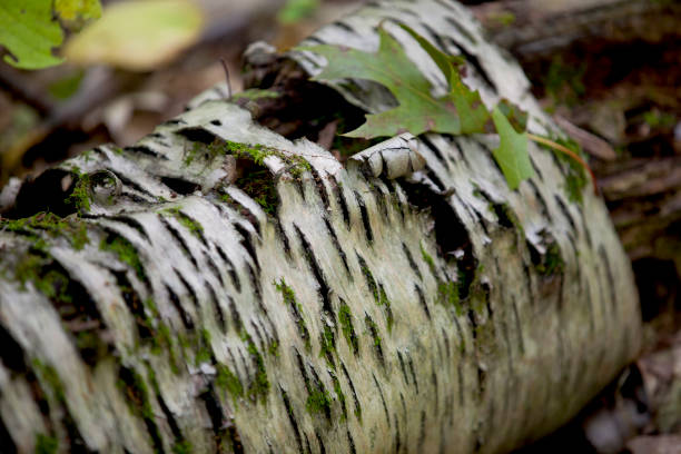 The wonderfully paper-like texture of the birch tree.