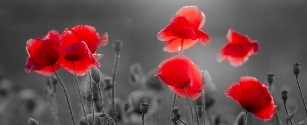 istock Blooming, red poppies, selective color 1324730360