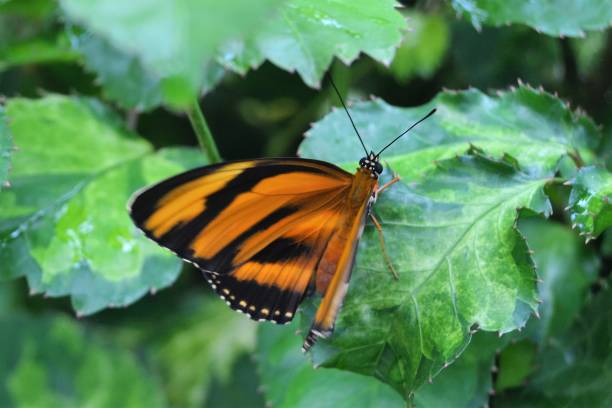 istock New born orange black white butterfly 1324730528