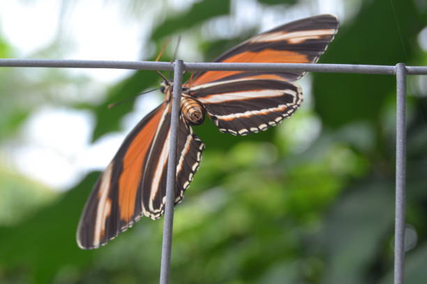 istock New born orange black white butterfly 1324730543