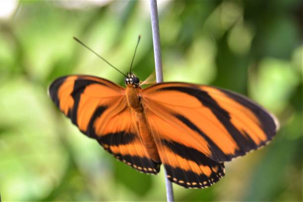 istock New born orange black white butterfly 1324730551