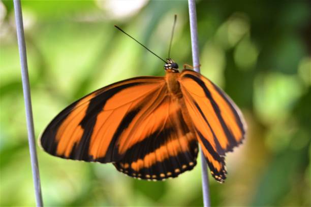 istock New born orange black white butterfly 1324730575